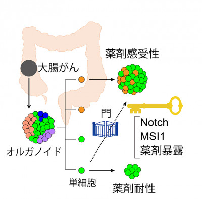 大腸がん細胞の増殖運命の違いと薬剤感受性～その柔軟性を決めるメカニズム～