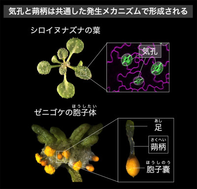 文章を入れてください