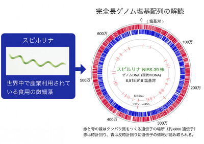 食用藍藻スピルリナの完全長ゲノム塩基配列～光合成による有用物質生産の基盤～