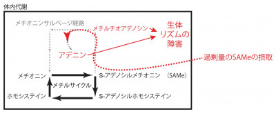 文章を入れてください