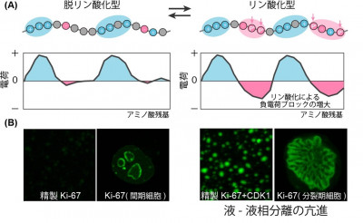 文章を入れてください