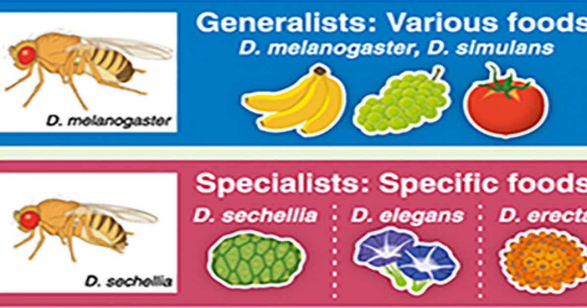 Why fruit flies eat practically anything KYOTO UNIVERSITY