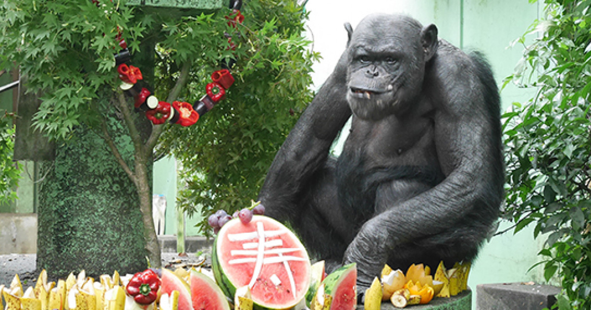 Living a long chimpanzee life | KYOTO UNIVERSITY
