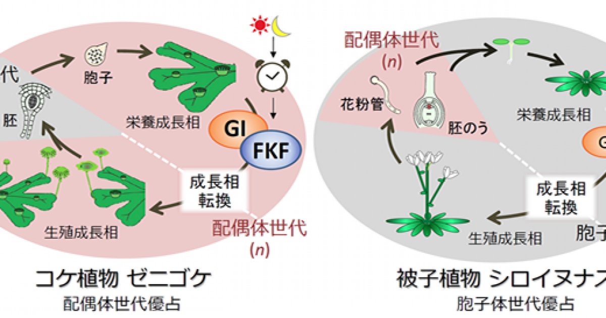 陸上植物の季節に依存して花を咲かせる仕組みの起源を紐解く 京都大学 陸上植物の季節に依存して花を咲かせる仕組みの起源を紐解く 京都大学