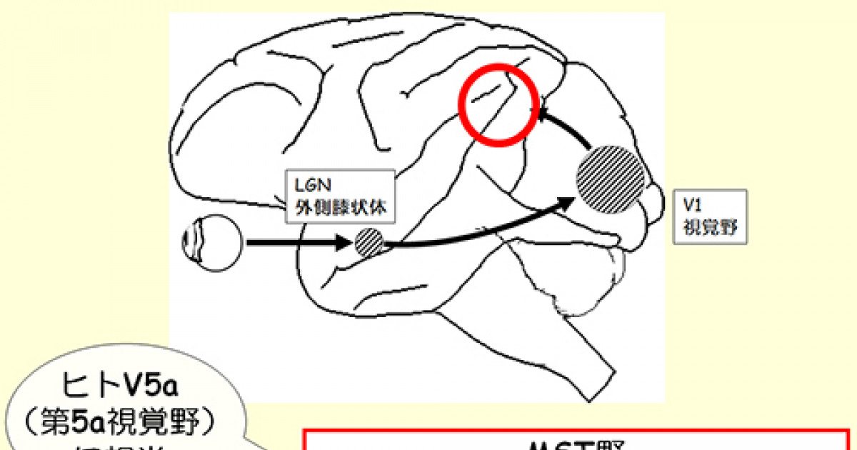 眼を動かしても外界のブレを補正して安定した視覚認知を得る仕組みを解明 京都大学