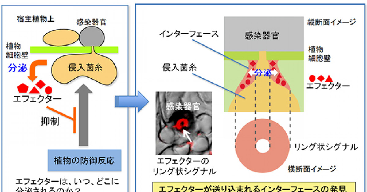 植物病原菌はその飛び道具をどこに繰り出すのか？ | 京都大学