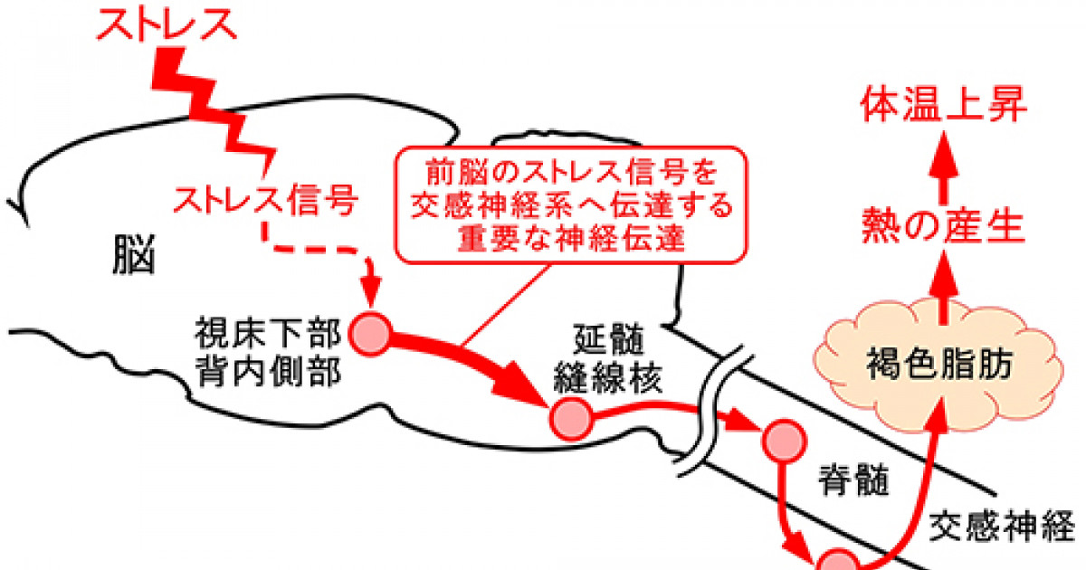 心理ストレスを受けたときに体温を上昇させる脳神経回路を解明 ストレス疾患の発症機構の解明に期待 京都大学 心理ストレスを受けたときに体温を上昇させる脳神経回路を解明 ストレス疾患の発症機構の解明に期待 京都大学