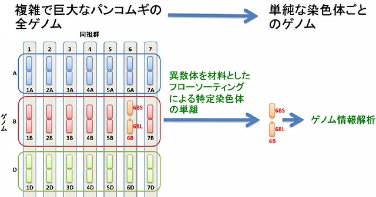 ③ コムギ コムギのゲノム配列の概要解読に成功 －コムギの新品種開発の加速化に