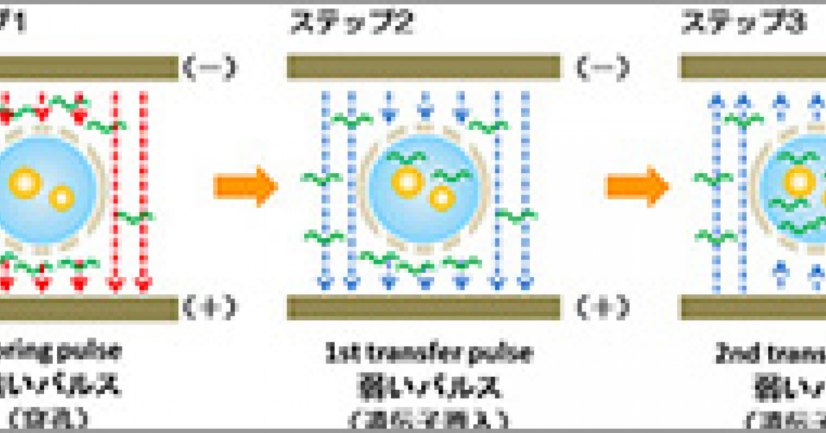 電気穿孔法 - Electroporation - JapaneseClass.jp