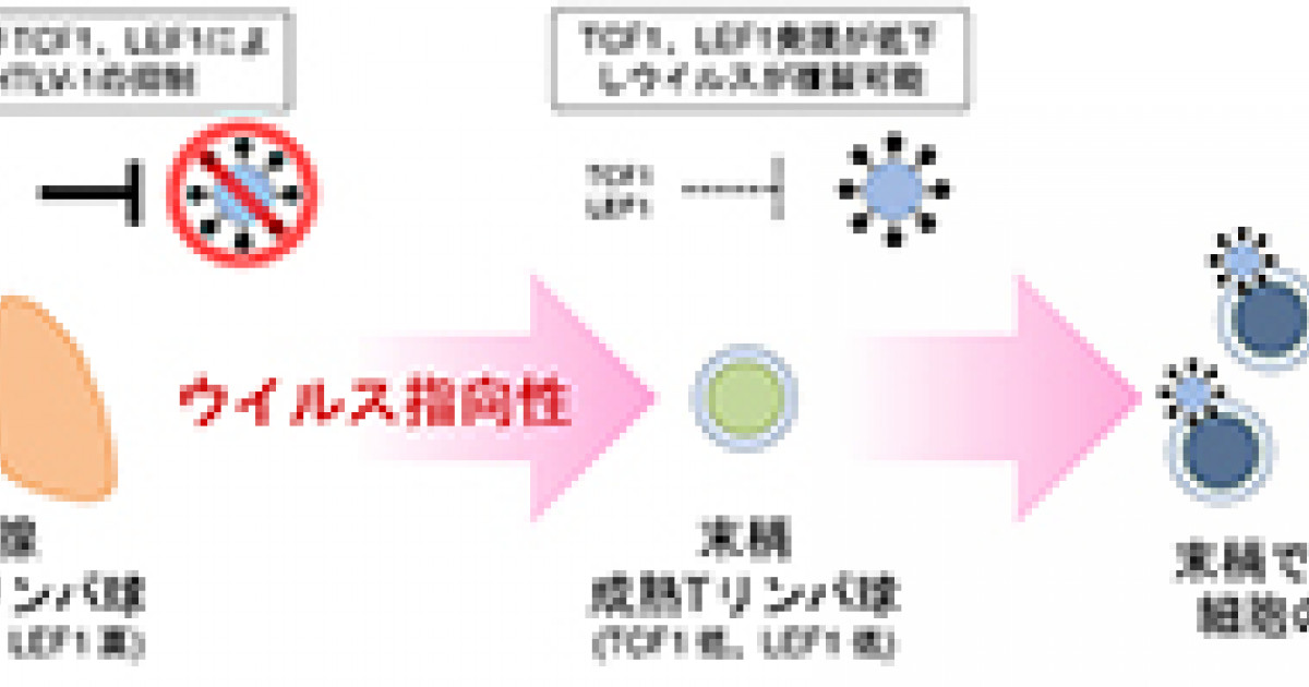 ヒトt細胞白血病ウイルス１型の感染特異性の解明に成功 Htlv 1感染症の病態解明に期待 京都大学