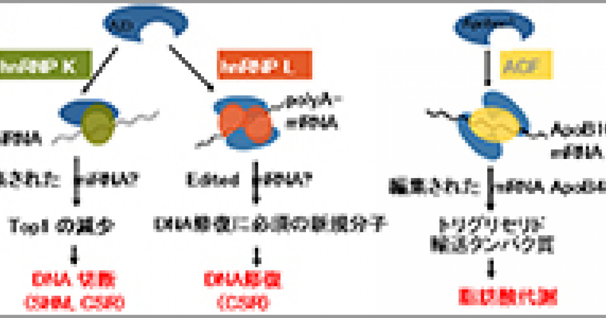 RNA結合タンパク質hnRNP KとhnRNP LがAIDによる DNA切断と遺伝子組換えに必須の共役因子であることを発見