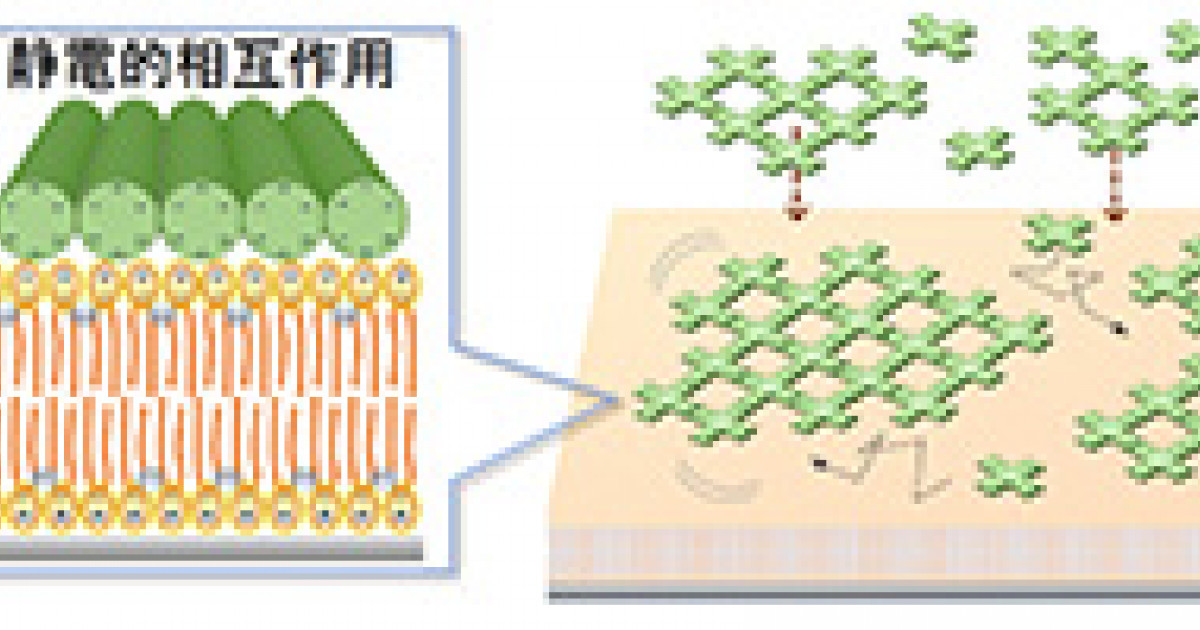 DNAオリガミの2次元自己集合化に成功 －ナノ～マイクロ空間での自在な分子配置も可能に－