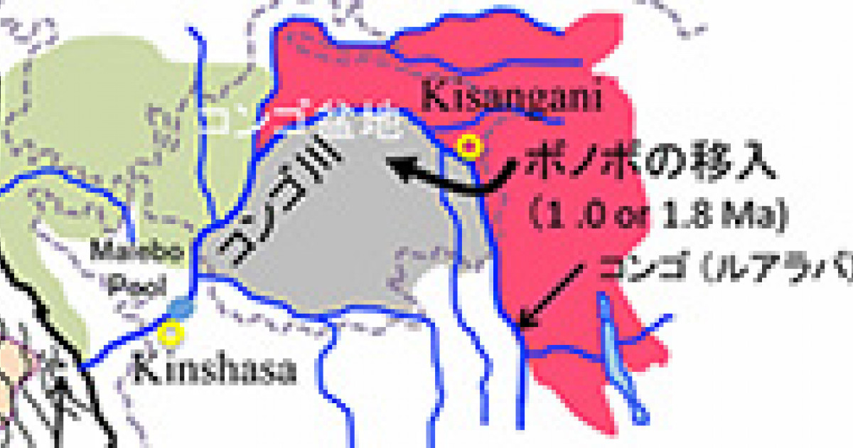 ボノボはどのようにしてコンゴ川左岸に分布するようになったのか ボノボとチンパンジーの分岐再考 京都大学 ボノボはどのようにしてコンゴ川左岸に分布するようになったのか ボノボとチンパンジーの分岐再考 京都大学