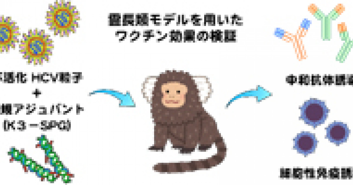 B型肝炎の完治が見込まれる新たな抗ウイルス薬の候補を発見―新規