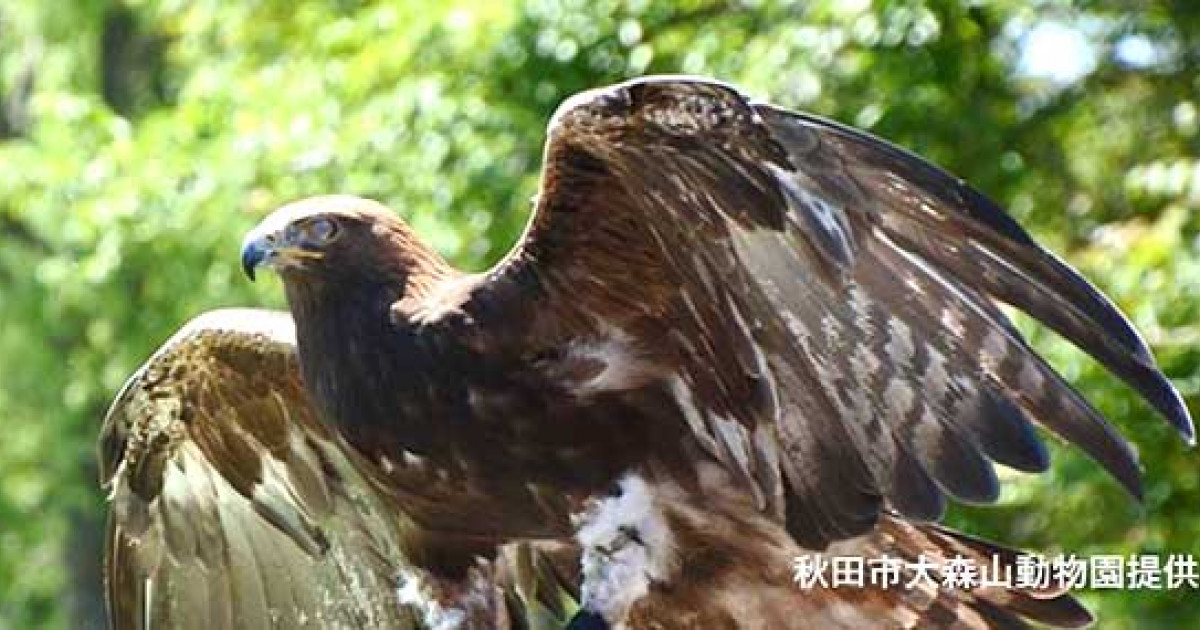 動物園のニホンイヌワシ 0年後も残すには対策が必須 京都大学