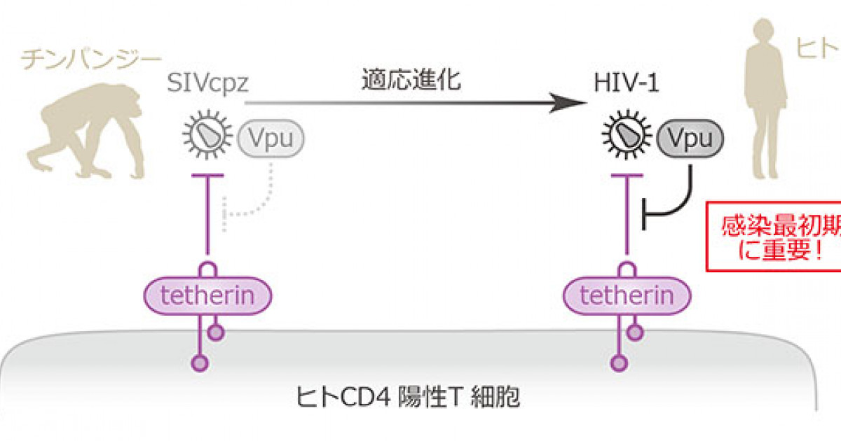 Amazon.com: 病縁の映像地域研究: タイ北部のHIV陽性者をめぐる