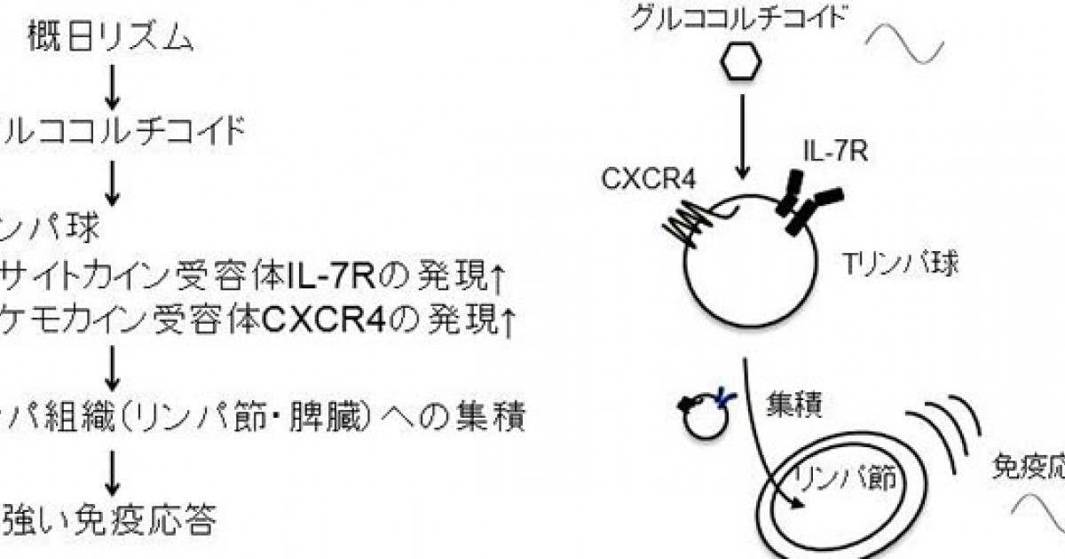 ステロイドが免疫力を高める 免疫の新たな昼夜サイクルを解明 京都大学