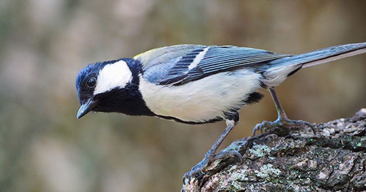 シジュウカラのプロポーズ シジュウカラのプロポーズ シジュウカラの