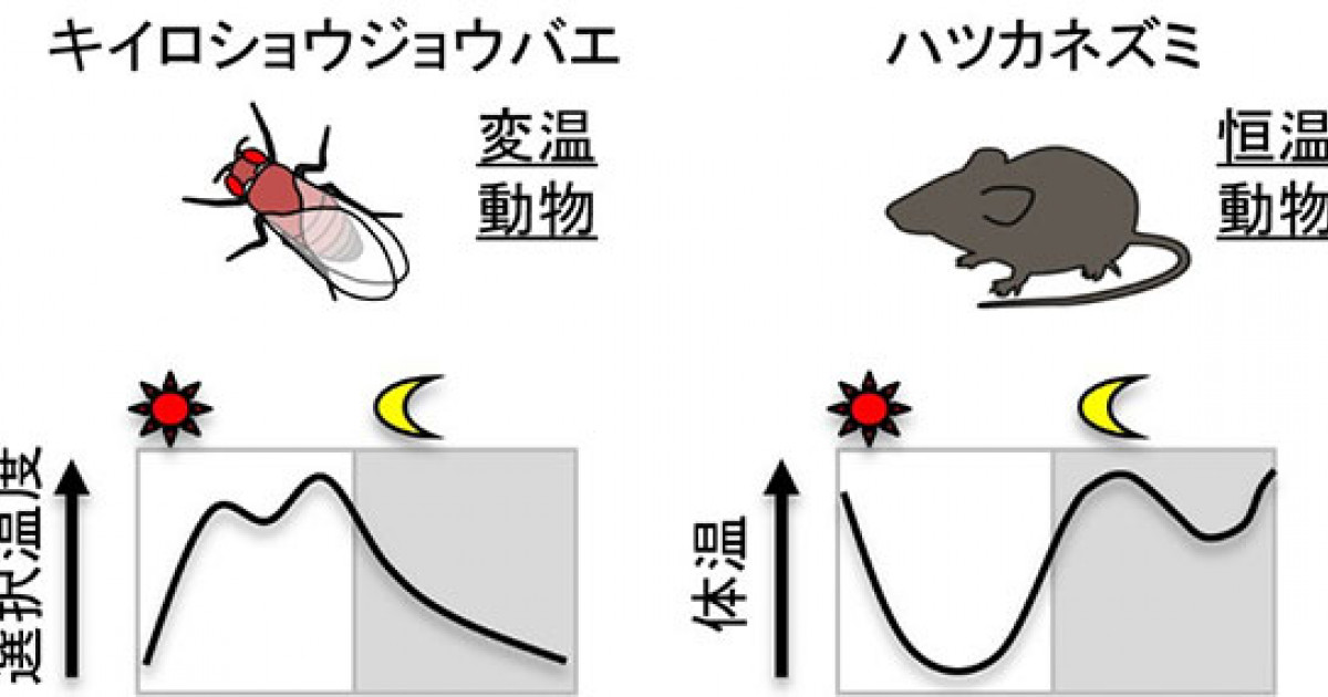 マウスとハエに共通にみられる体温の日内リズムを制御する仕組み 京都大学