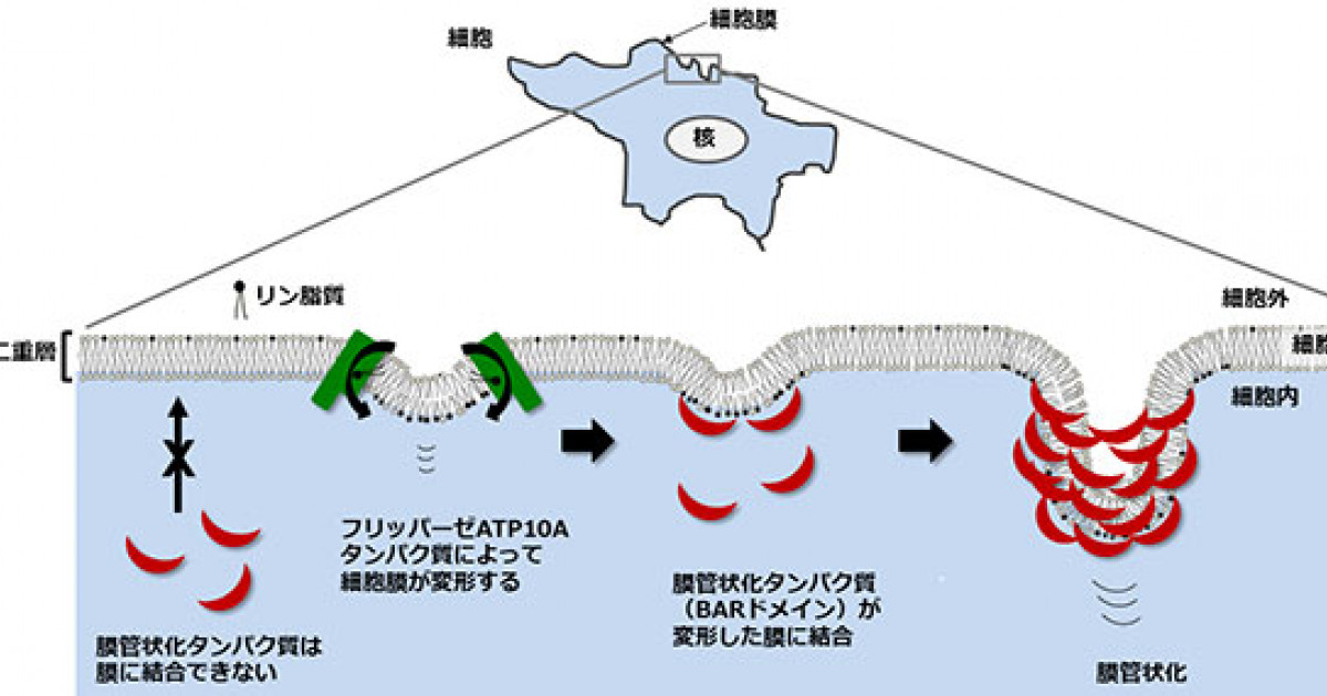 リン脂質の移動によって細胞膜が変形するメカニズムを解明 ウイルス 細菌の細胞への侵入を制御の可能性 京都大学