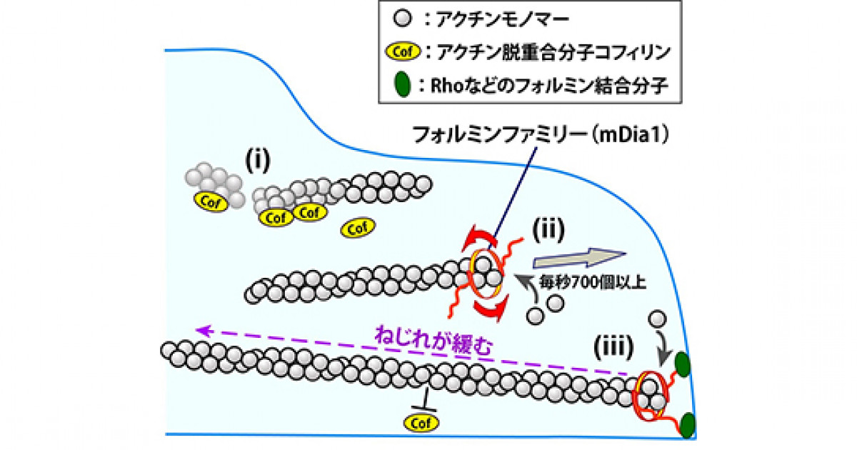分子が長距離にわたり細胞骨格線維を安定化する機構を発見 フォルミンファミリーmdia1が回転重合によってアクチン線維のねじれを緩める 京都大学