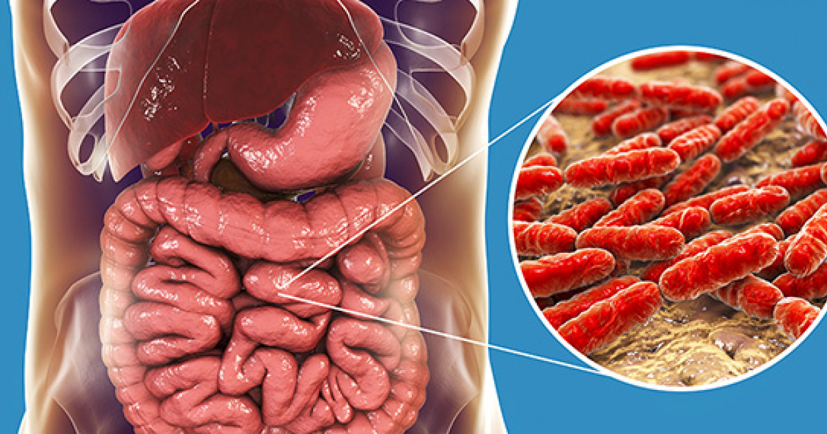 腸内細菌叢に存在する善玉菌は宿主のグリコサミノグリカンを分解できる
