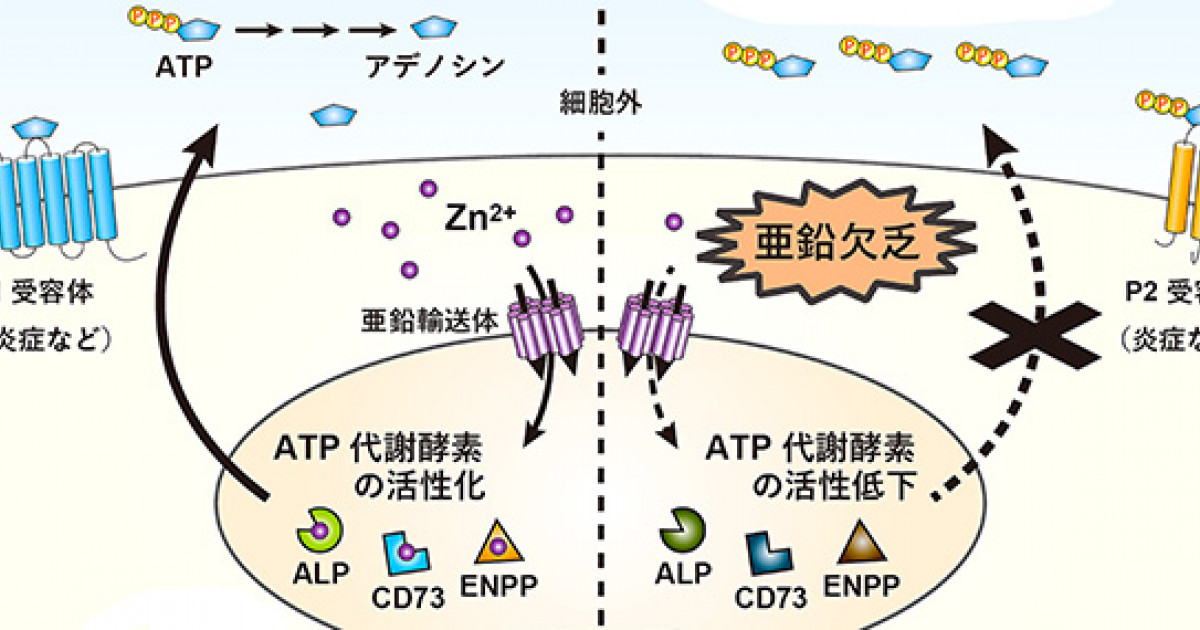 亜鉛欠乏症のメカニズムの一端を解明 -亜鉛不足はなぜ、さまざまな症状を引き起こすのか-