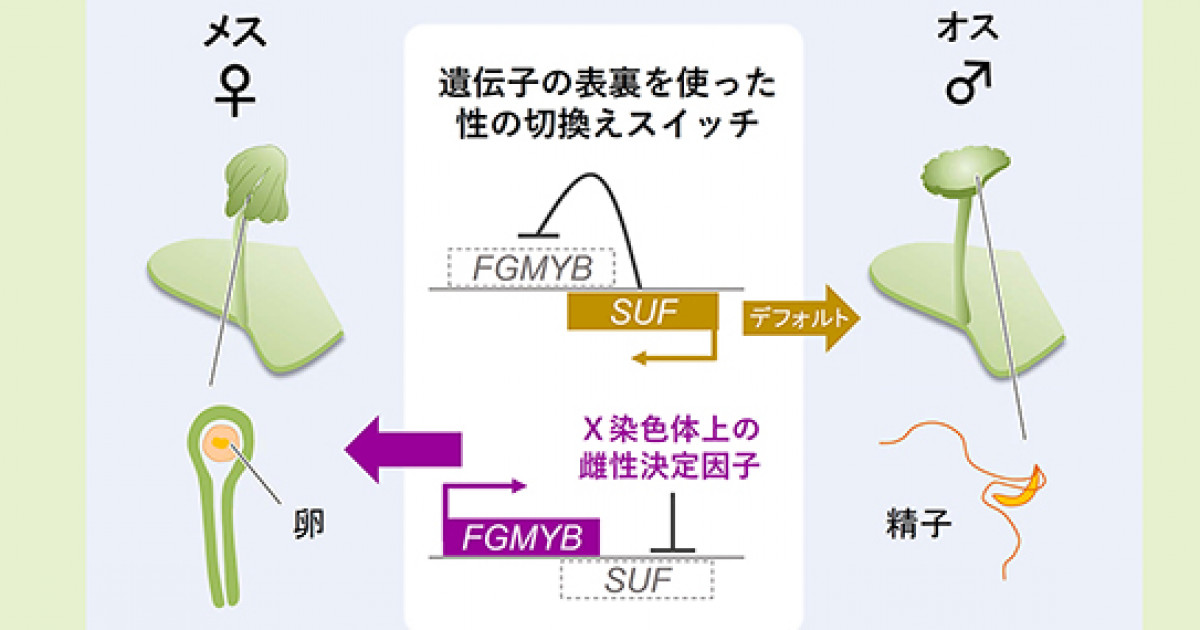 ゼニゴケが遺伝子のオモテとウラを使って メスとオスを作り分けていることを解明 性差を生み出す巧妙な 裏ワザ が明らかに 京都大学