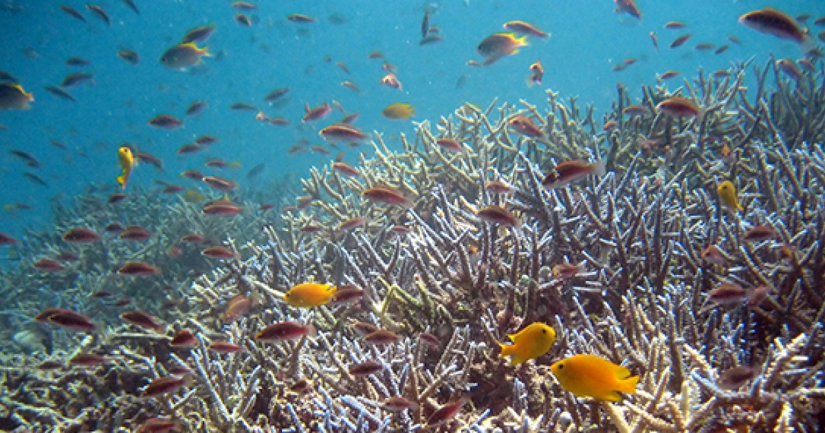 サンゴの白化・絶滅を防御する天然の化合物を発見 －サンゴの共生 ...