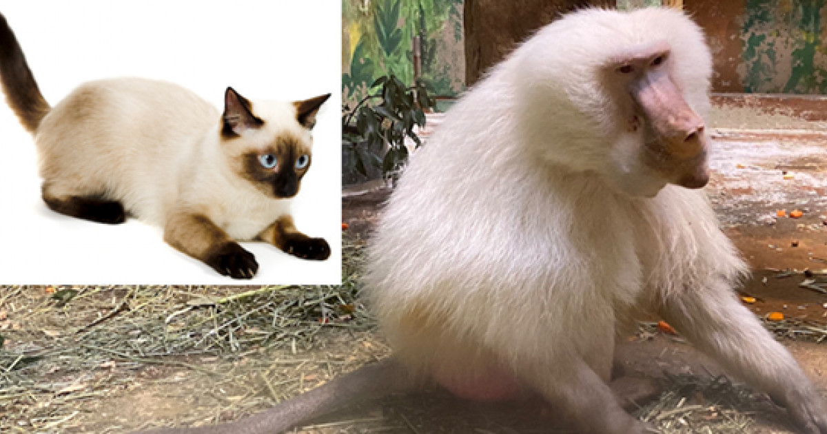 シャム猫のような体色パターンをもつマントヒヒの遺伝子変異を同定 