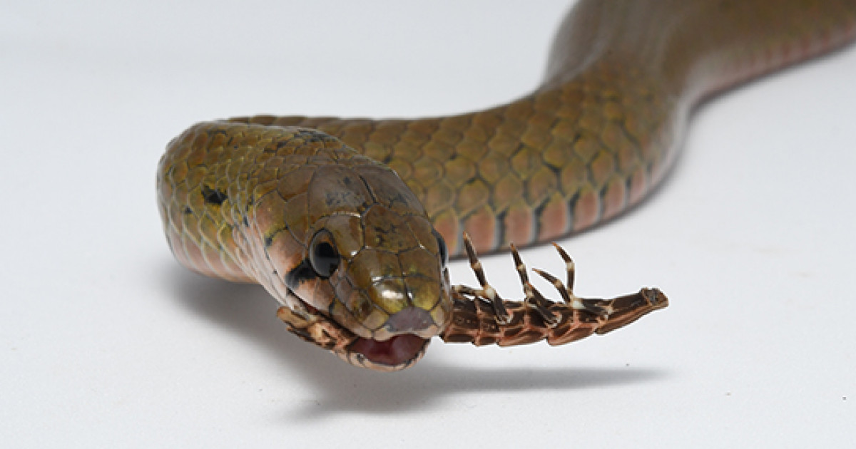 中国のヤマカガシは頸腺毒の成分をホタルから摂取していたことを発見 ヒキガエルからホタルへとかけ離れた種間で毒源が移行した 京都大学 中国のヤマカガシは頸腺毒の成分をホタルから摂取していたことを発見 ヒキガエルからホタルへとかけ離れた種間で毒源が移行した 京都大学