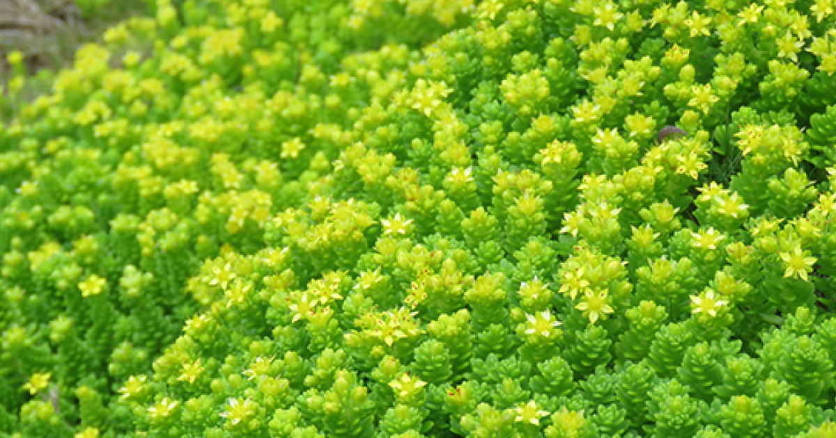 小笠原諸島の聟島列島から新種の植物を発見 聟島列島初の固有植物ムコジママンネングサ 京都大学