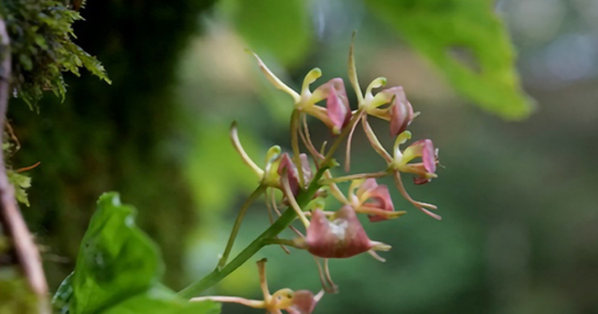 芦生研究林で絶滅危惧植物のフガクスズムシソウを発見 | 京都大学