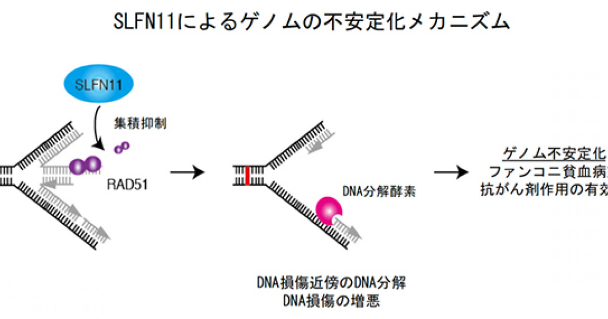 ゲノム情報はこう活かせ!: 比較ゲノム学を遺伝子・タンパク質の