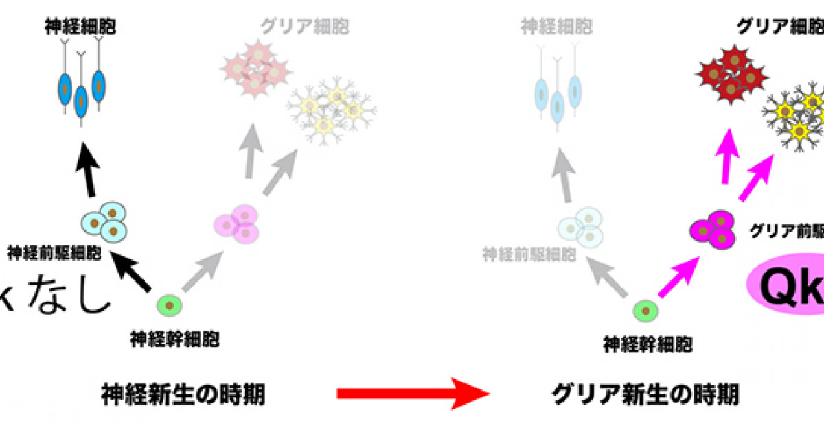 神経幹細胞の運命を決める分子を発見 脳形成機構の解明と脳腫瘍や精神疾患の治療法に期待 京都大学