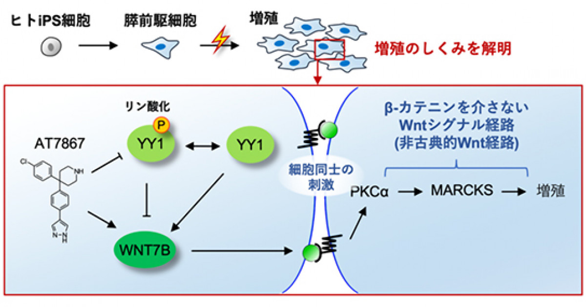 ヒト膵臓細胞の増殖メカニズムを解明 －糖尿病治療に向けて前進