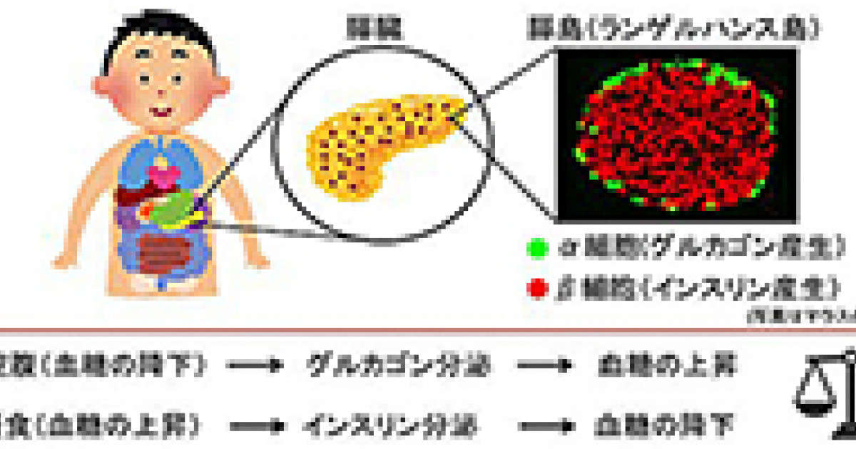 血糖調節の新たなメカニズムの解明 京都大学 血糖調節の新たなメカニズムの解明 京都大学