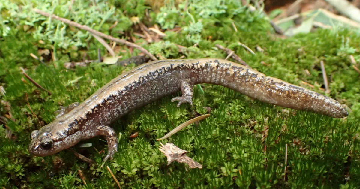 北海道に生息するサンショウウオ2種のニッチ分化と生態学的関係