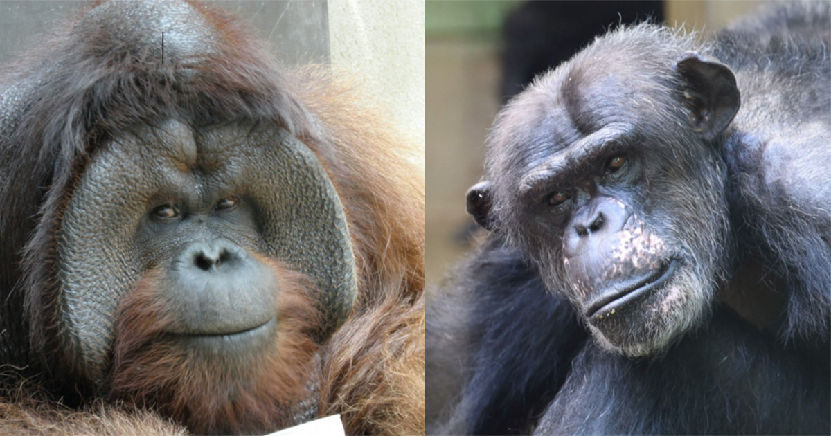 ボルネオオランウータンとチンパンジーの精液液状部および凝固部における精子運動性を比較 絶滅危惧種オランウータンの繁殖生態の解明 生殖介助への貢献に期待 京都大学 ボルネオオランウータンとチンパンジーの精液液状部および凝固部における精子運動性を比較 絶滅危惧種オランウータンの繁殖生態の解明 生殖介助への貢献に期待 京都大学