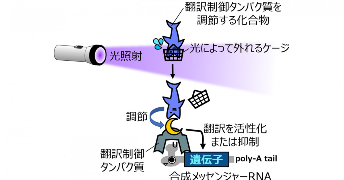 修飾塩基を含む合成メッセンジャーRNAからの遺伝子発現を 光により制御するシステムの開発に成功