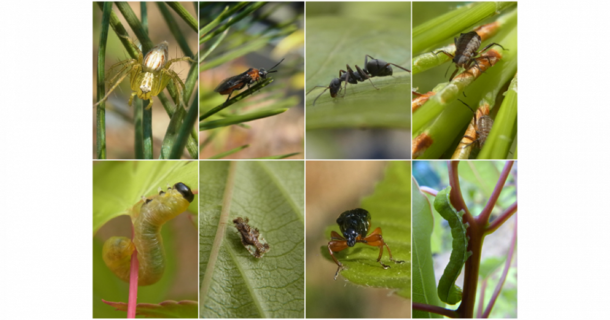 植食性昆虫と土壌菌が樹木の多様性の維持と遷移のカギを握ることを解明 樹木の実生を用いた大規模な野外生態系実験で実証 京都大学 植食性昆虫と土壌菌が樹木の多様性の維持と遷移のカギを握ることを解明 樹木の実生を用いた大規模な野外生態系実験で実証 京都大学