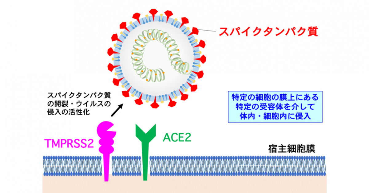 大気汚染が新型コロナ感染症の発症 重症化をきたすメカニズムの一端を解明 Pm2 5が新型コロナウイルスの細胞侵入口を拡大する 京都大学 大気汚染が新型コロナ感染症の発症 重症化をきたすメカニズムの一端を解明 Pm2 5が新型コロナウイルスの細胞侵入口を拡大する 京都大学