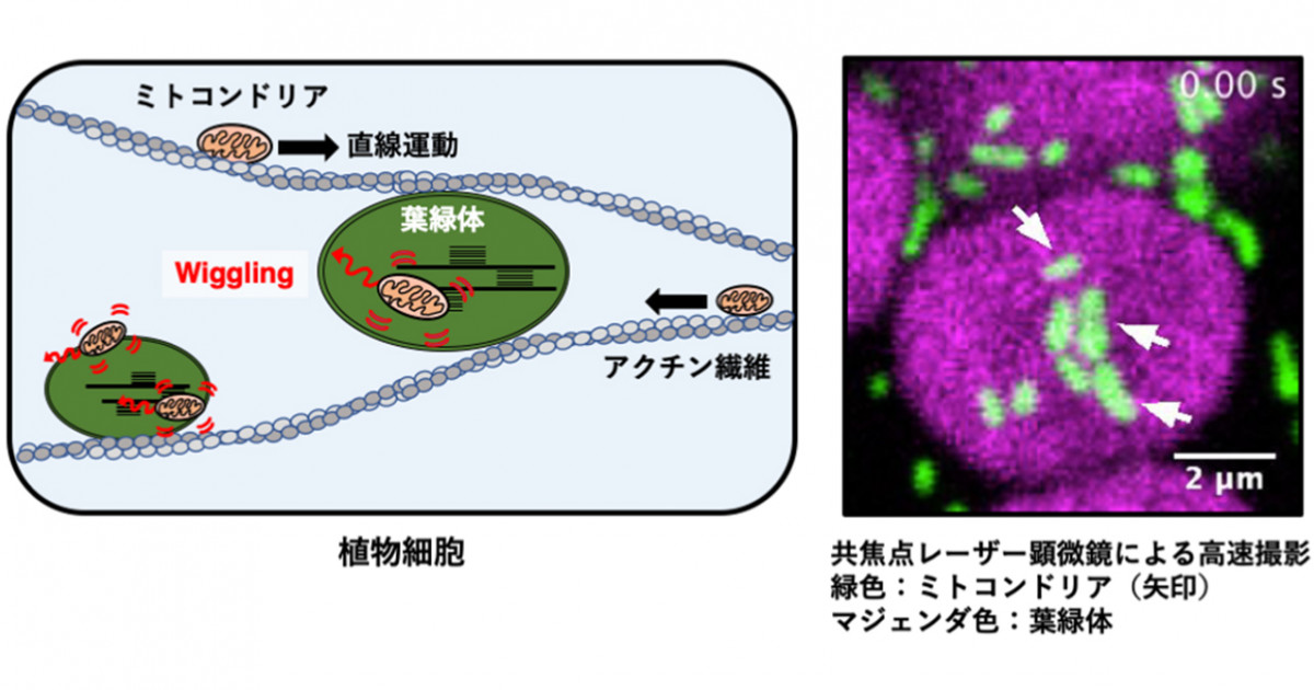 葉緑体との相互作用におけるミトコンドリア運動を発見 相互作用の制御による効率的な物質代謝の可能性に期待 京都大学 葉緑体との相互作用におけるミトコンドリア運動を発見 相互作用の制御による効率的な物質代謝の可能性に期待 京都大学