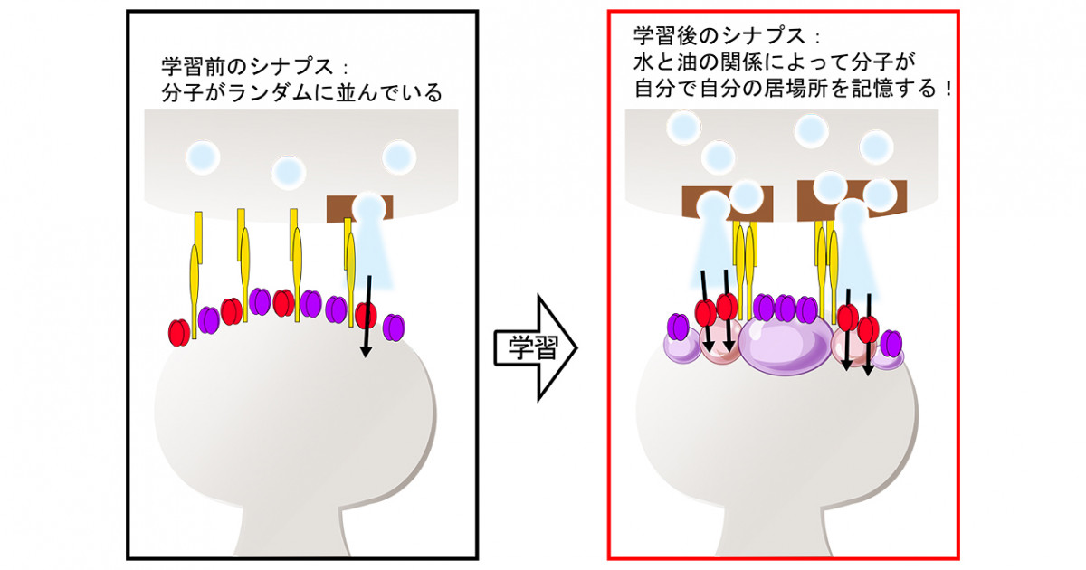 脳内での新しいタンパク質集積機構を解明 記憶形成は水と油の関係から 京都大学 脳内での新しいタンパク質集積機構を解明 記憶形成は水と油の関係から 京都大学