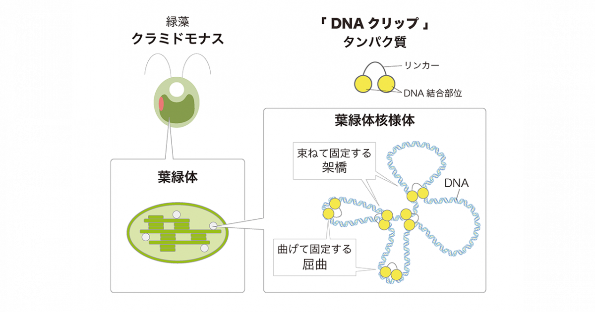 葉緑体核様体をコンパクトに折りたたむ Dnaクリップ の発見 ミトコンドリアとも共通する普遍的なしくみの解明 京都大学