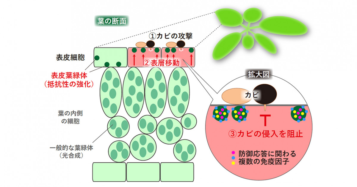 植物の表皮細胞に存在する機能未知の小さな葉緑体の存在意義を解明 表皮葉緑体は免疫因子を搭載して細胞内を移動し病原菌の侵入阻止に関与する 京都大学 植物の表皮細胞に存在する機能未知の小さな葉緑体の存在意義を解明 表皮葉緑体は免疫因子を搭載して細胞内を移動し病原菌の侵入阻止に関与する 京都大学