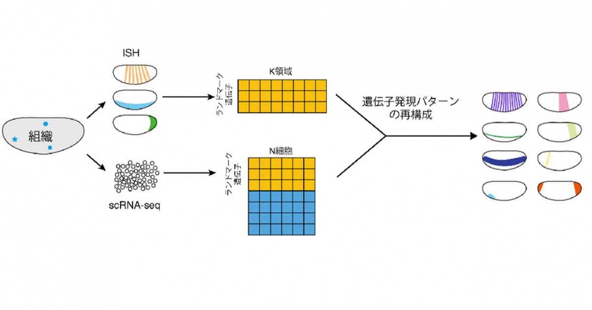 機械学習によってバラバラな細胞たちをパズルのように組み立てる 1細胞計測データからの遺伝子発現マップの高精度予測 京都大学