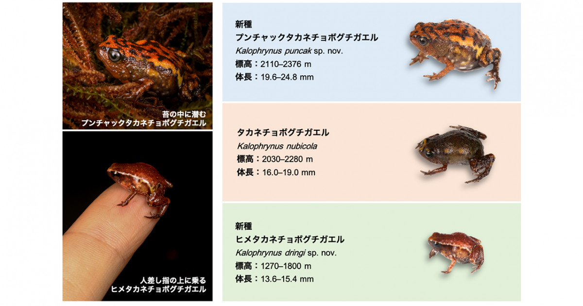 ボルネオ島固有の高地性のカエル2新種の発見 局所性と固有性が高いタカネチョボグチカエル種群 京都大学