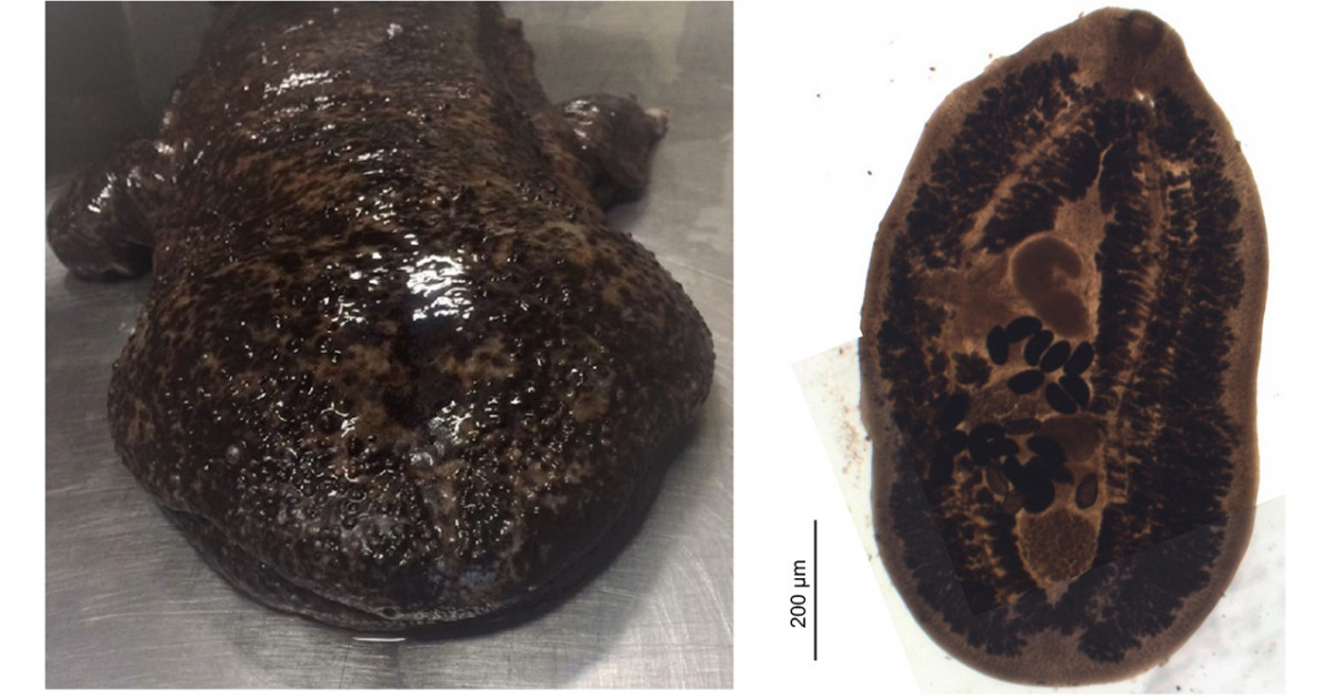 外来 交雑オオサンショウウオの寄生虫相を初めて調査して 在来種の寄生虫相との関係を解明 京都大学