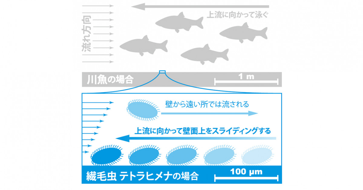 泳ぐ微生物が海まで流されない理由 Sdgsに欠かせない小さな生物たちの振る舞いを解明 京都大学